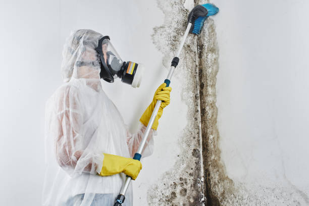 Best Preventive Mold Services in Vassar, MI